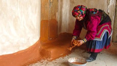 گل هاکنی مجن